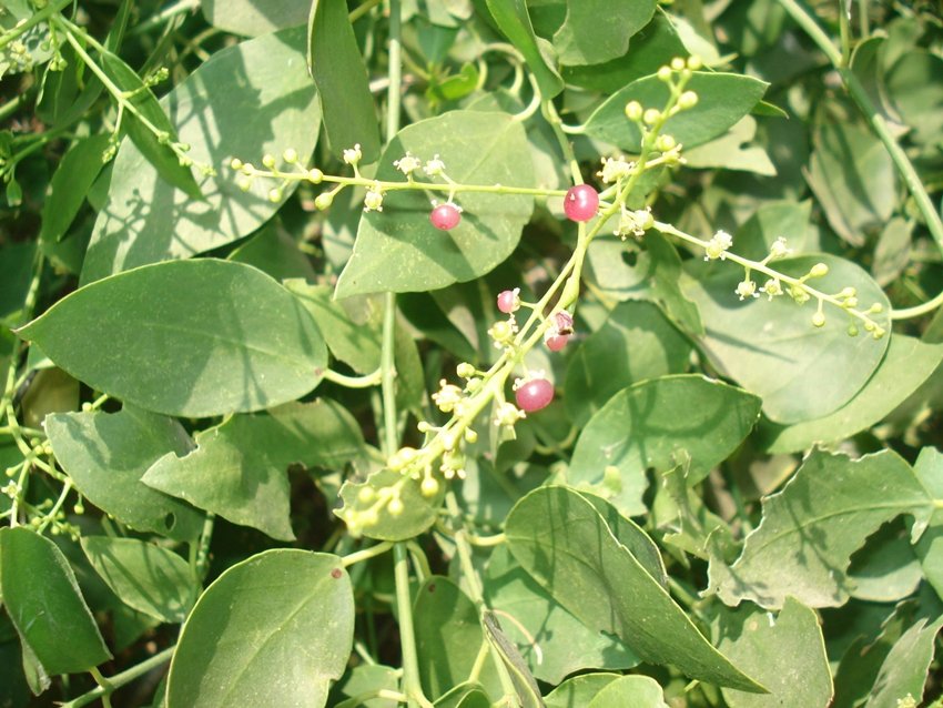 Miswak for bad breath