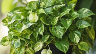 Money plant growing tips, Money plant growing tips in water, Money plant