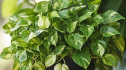 मनी प्लांट को हमेशा हरा-भरा रखने के आसान तरीके, इस तरह सर्दी में भी पीला नहीं पड़ेगा पौधा