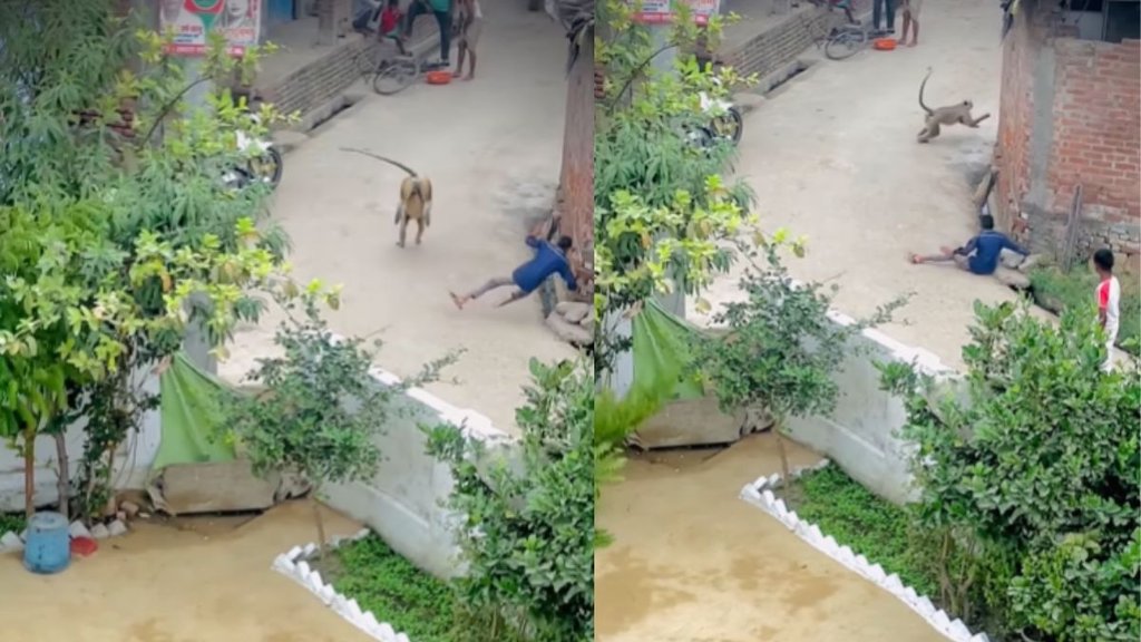 Monkey Viral Video, Viral Video, Trending Video Monkey Viral Video, Viral Video, Trending Video