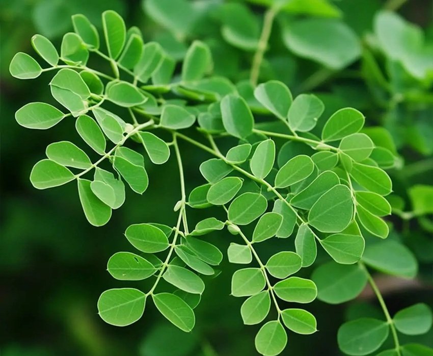 Moringa