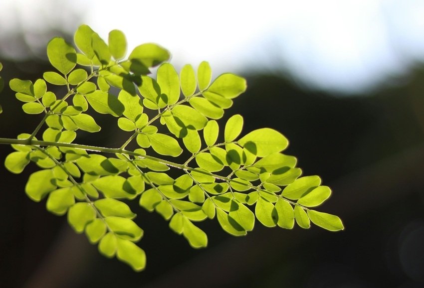 Moringa 2