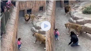 Lion Video viral, viral video, lion video, female lion, saved child from lion, mother jump in lion enclosure