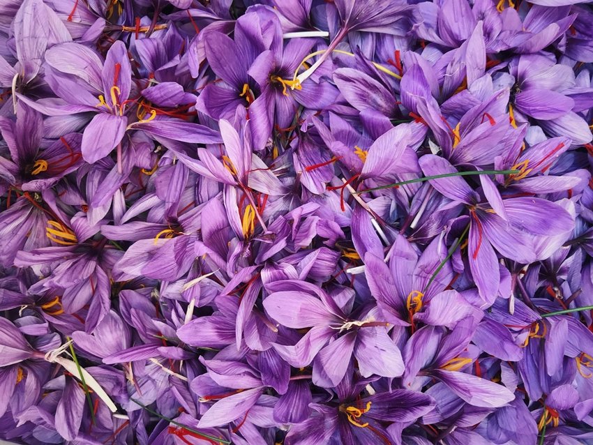 Natural Ingredient to Beat Depression Saffron