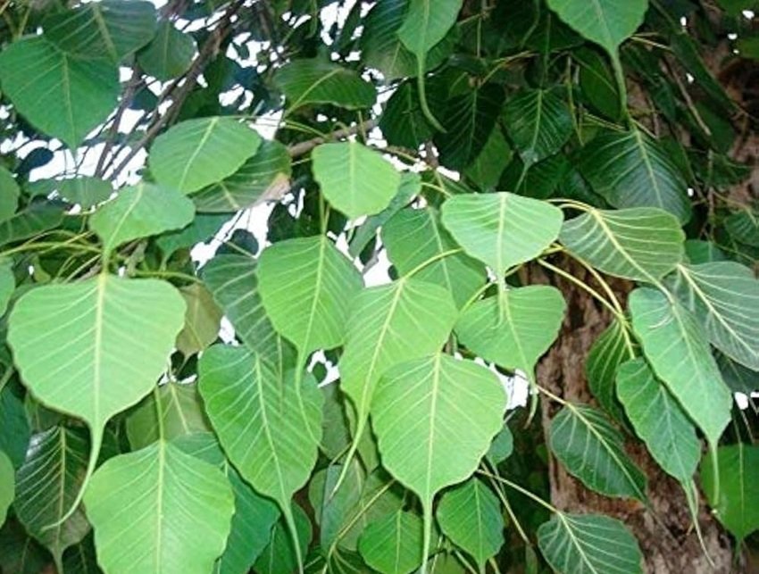 New clay lamps for puja