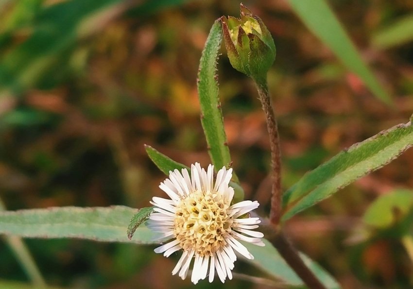 Nourishing hair pack Ayurveda