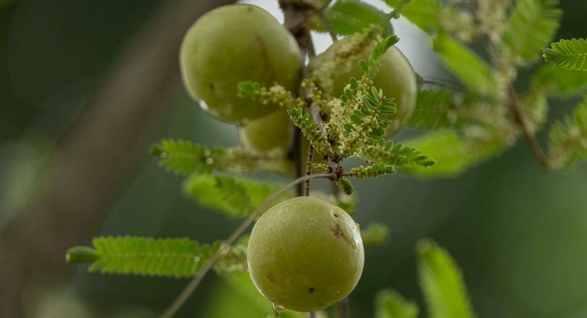 hair oil recommendations by hair type