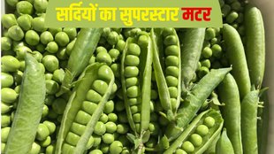 tasty dishes of green matar, green matar recipes