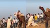 बड़ी शौक से ऊंट पर बैठे थे पुष्कर मेला में घूमने आए दंपति, इतने झटके से खड़ा हुआ जानवर कि…, Viral Video देख यूजर्स रह गए दंग