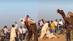 बड़ी शौक से ऊंट पर बैठे थे पुष्कर मेला में घूमने आए दंपति, इतने झटके से खड़ा हुआ जानवर कि…, Viral Video देख यूजर्स रह गए दंग