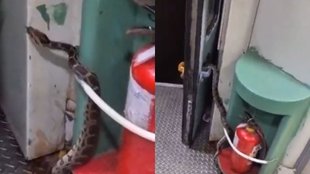 Python Viral Video, Viral Video, Trending Video