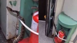 रेल में टॉयलेट के पास छिपा था अजगर, देखते ही यात्रियों में मचा हड़कंप, अब खतरनाक रेस्क्यू का Video हो रहा Viral