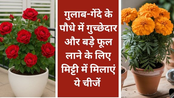 gulab aur gende ke paudhe-mein-phool-nahin-aane-par-kya-karen | Rose-Marigold Gardening Tips | Gulab ka paudha