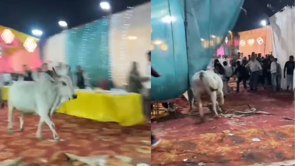 Shocking Viral Video, Viral Video, Trending News