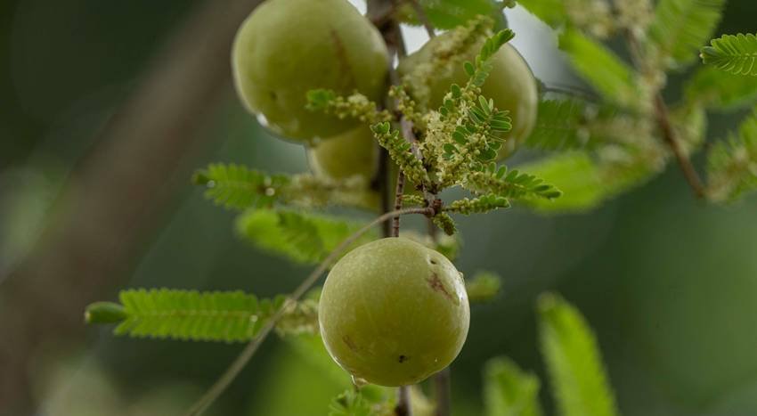 Amla juice benefits
