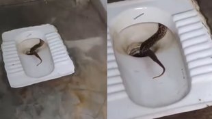 Snake Viral Video, Viral Video, Trending Video