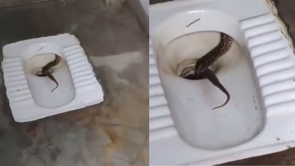 Snake Viral Video, Viral Video, Trending Video