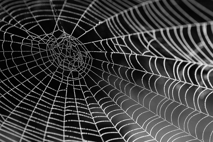Spider silk
