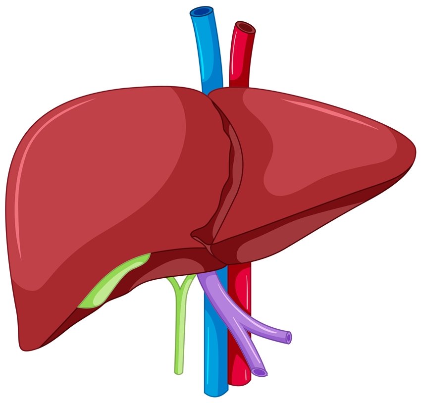 Liver anatomy of human body
