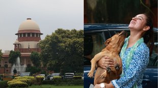Supreme court, stray dogs, supreme court on stray dogs
