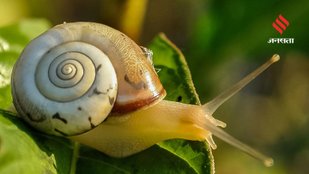 Surprising Creature That Sleeps for 3 Years and How It Survives