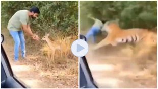 Tiger Attack on Dear Child, Tiger Attack on man video viral,