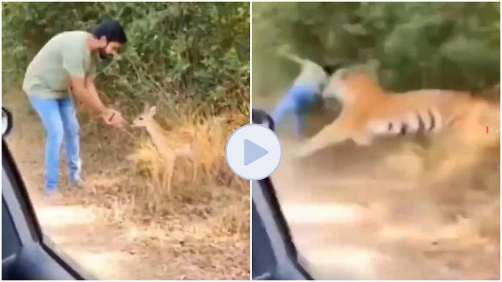 Tiger Attack on Dear Child, Tiger Attack on man video viral, Tiger Attack on Dear Child, Tiger Attack on man video viral,