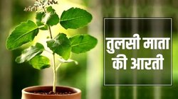 Tulsi Mata Ki Aarti Lyrics: धन- धान्य की प्राप्ति के लिए रोज करें ये आरती, जय जय तुलसी माता, मैय्या जय तुलसी माता…