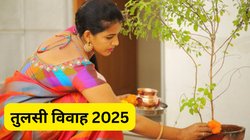Tulsi Vivah 2025 Shubh Muhurat: तुलसी पूजा का शुभ मुहूर्त कितने बजे से है, क्या है सही पूजा विधि? यहां जानिए तिथि और पूजन मुहूर्त