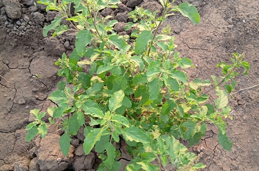 Tulsi plant in Hinduism