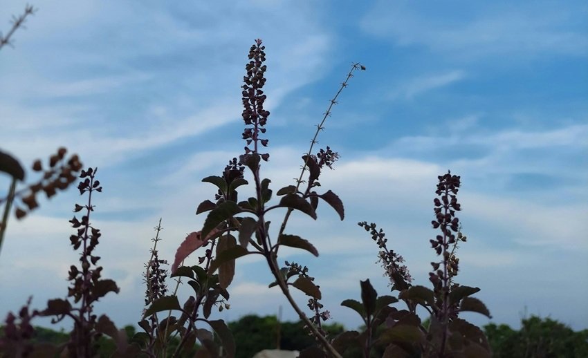 Tulsi plant remedies