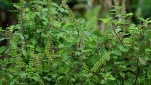 Tulsi Plant Significance, Tulsi Plant, Tulsi Plant Vastu Tips, Vastu Tips for Tulsi Plant, Tulsi Plant ke liye Vsstu Tips, Vastu Shastra, Vastu Shastra for Tulsi, Vastu tips, Tulsi plant good luck, तुलसी शुभ संकेत, घर में तुलसी रखने के नियम, तुलसी उगने के शुभ संकेत, आंगन में तुलसी उगने का मतलब क्या होता है, घर में तुलसी का पौधा उगने से क्या लाभ होते हैं, Tulsi ka mahatva Hindu dharm me, Ghar me tulsi rakhne ke niyam, Vastu ke hisaab se tulsi ka paudha, Tulsi ugne ke shubh sanket, Aangan me tulsi ugne ka matlab kya hota hai, Tulsi ka paudha ghar me kahan lagana chahiye, Tulsi ugne ke shubh sanket