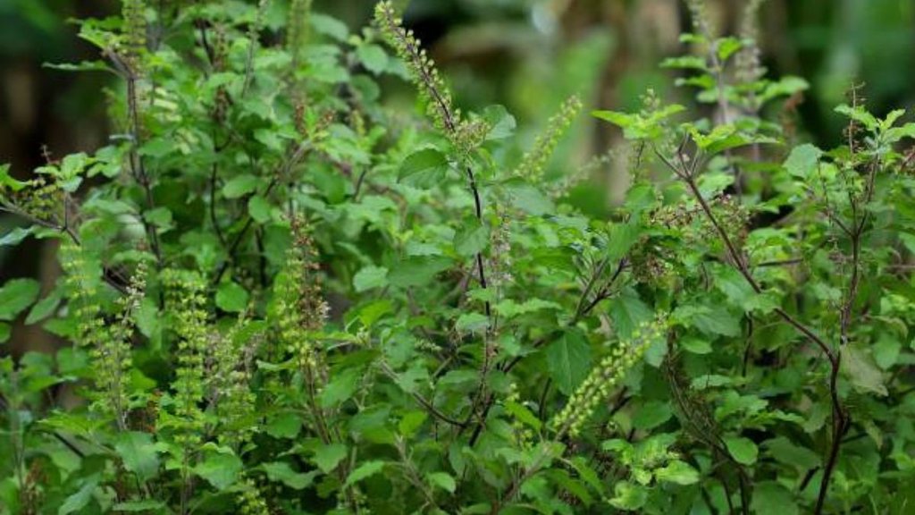 Tulsi Plant Significance, Tulsi Plant, Tulsi Plant Vastu Tips, Vastu Tips for Tulsi Plant, Tulsi Plant ke liye Vsstu Tips, Vastu Shastra, Vastu Shastra for Tulsi, Vastu tips, Tulsi plant good luck, तुलसी शुभ संकेत, घर में तुलसी रखने के नियम, तुलसी उगने के शुभ संकेत, आंगन में तुलसी उगने का मतलब क्या होता है, घर में तुलसी का पौधा उगने से क्या लाभ होते हैं, Tulsi ka mahatva Hindu dharm me, Ghar me tulsi rakhne ke niyam, Vastu ke hisaab se tulsi ka paudha, Tulsi ugne ke shubh sanket, Aangan me tulsi ugne ka matlab kya hota hai, Tulsi ka paudha ghar me kahan lagana chahiye, Tulsi ugne ke shubh sanket