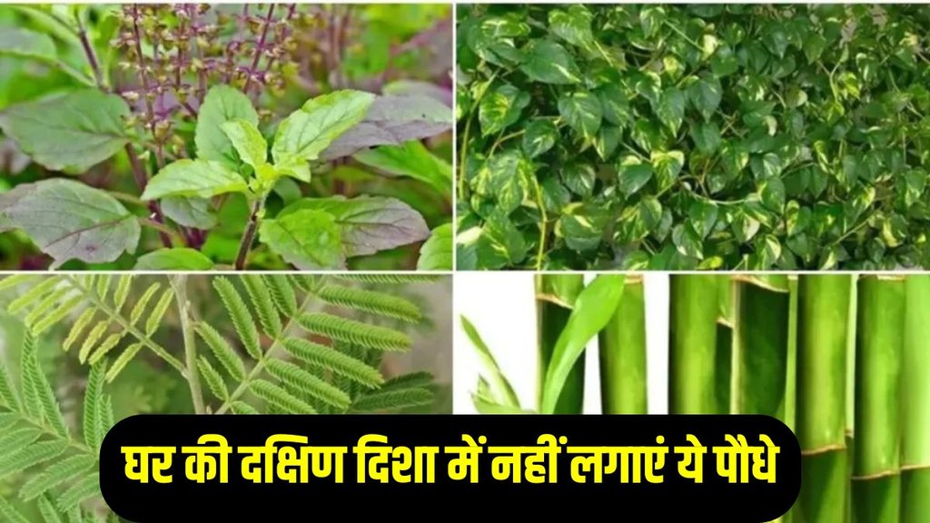 Vastu plants for south direction Plant Vastu