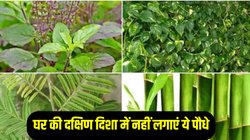 Plant Vastu: घर की दक्षिण दिशा में नहीं लगाएं ये पौधे, दरिद्रता के साथ आर्थिक तंगी का करना पड़ेगा सामना