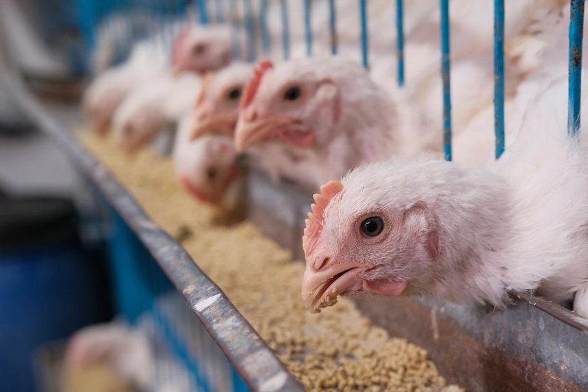 Why are brown eggs expensive