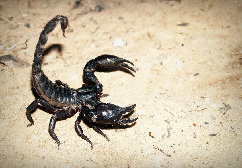 amazing facts about scorpions