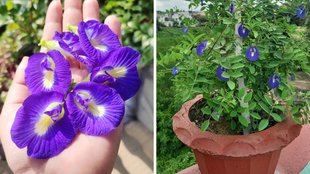 grow aparajita plant, aprajita ka paudha, grow aparajita plant at home