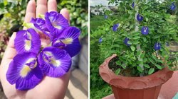 गमले में लगाएं अपराजिता का पौधा, नीले फूलों से खिल उठेगी आपकी बालकनी