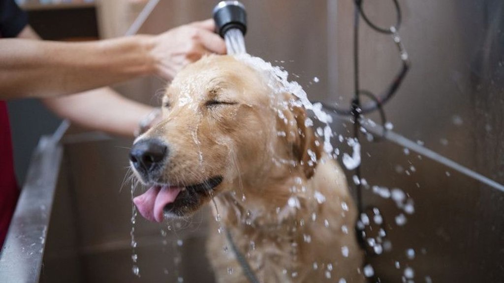 bathe pet dog in winter, sardi me kutte ko kaise nahlaye, kutte ko kaise nahlaye bathe pet dog in winter, sardi me kutte ko kaise nahlaye, kutte ko kaise nahlaye