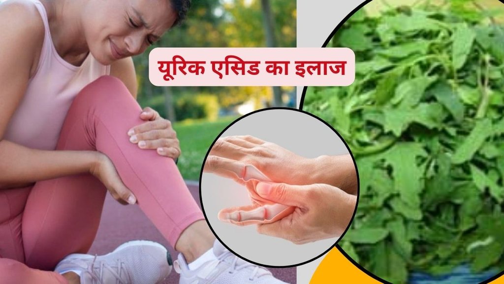 Bathua benefits, uric acid control, joint pain relief, gout remedy, kidney health,uric acid control, how to control uric acid, bathua saag for kidney stone Bathua benefits, uric acid control, joint pain relief, gout remedy, kidney health,uric acid control, how to control uric acid, bathua saag for kidney stone