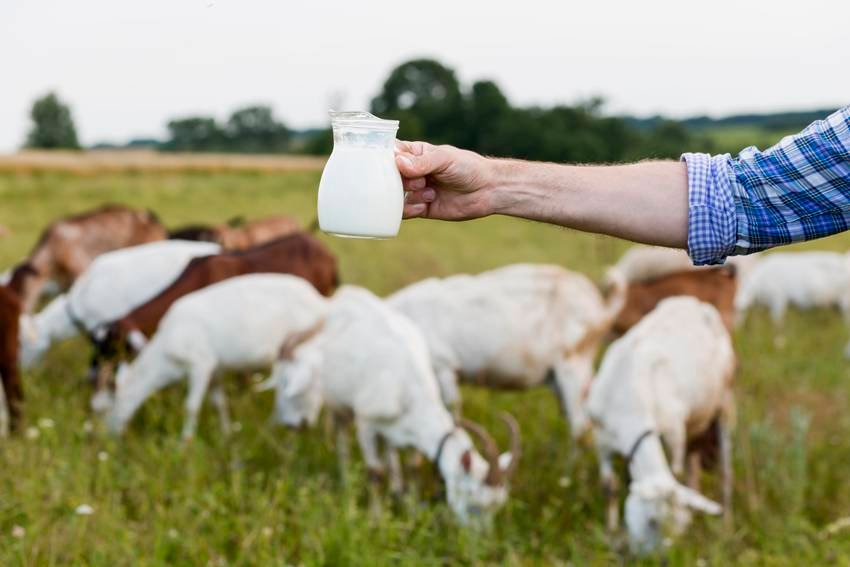 Goat milk benefits