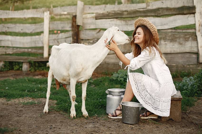 Is goat milk healthy