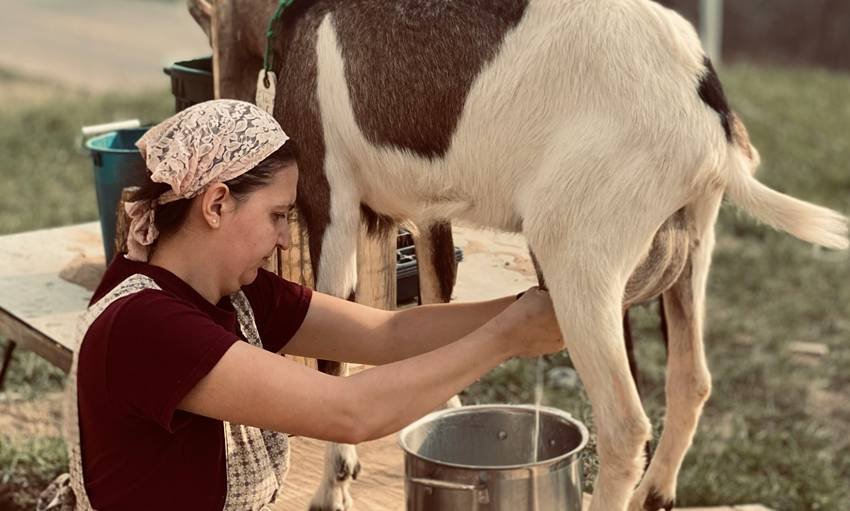 Goat milk for skin health