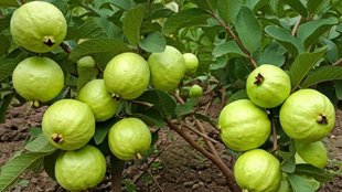 best time to eat guava, eat guava in winter, amrood ki chutney