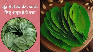 traditional uses of betel leaves,oral health betel leaves,how betel leaves support blood sugar levels