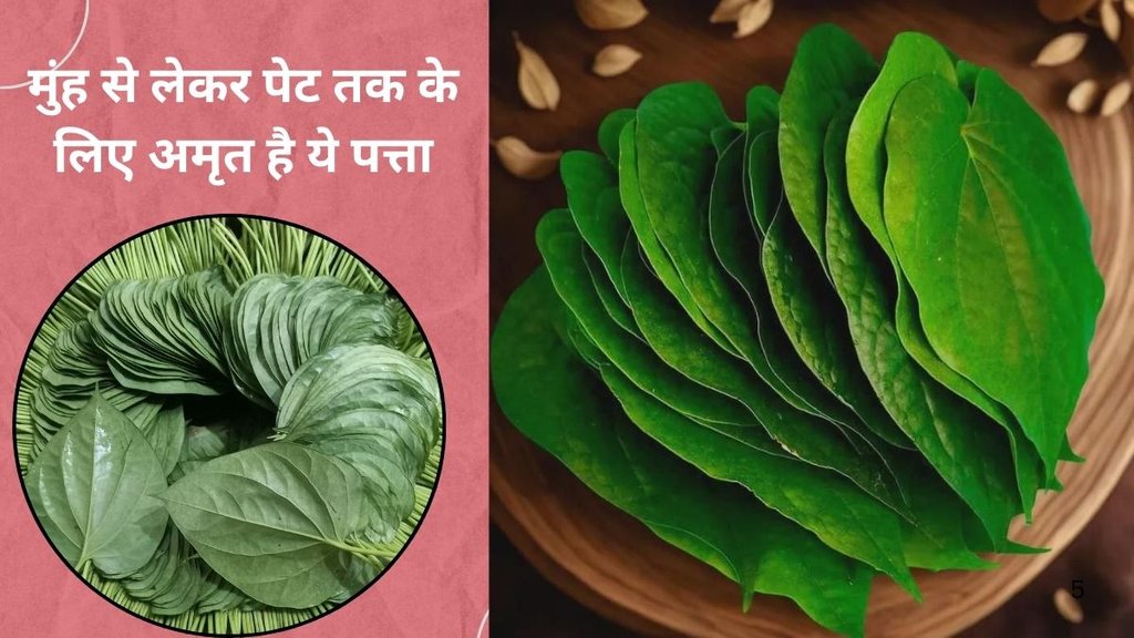 traditional uses of betel leaves,oral health betel leaves,how betel leaves support blood sugar levels