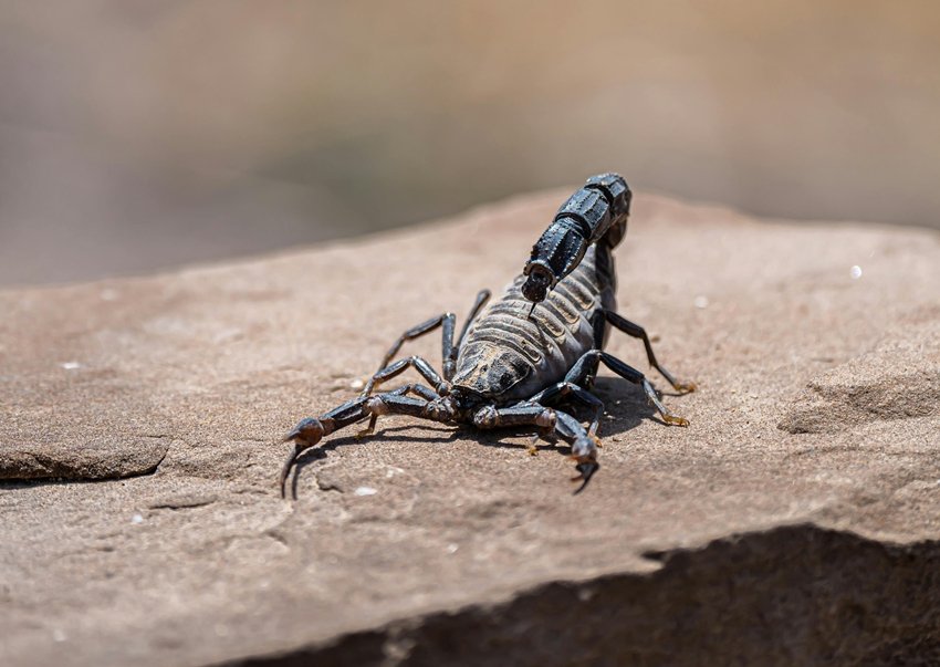 book lungs in scorpion