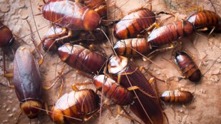 cockroaches ko kaise bhagaye, cockroaches ko ghar se kaise bhagaye, how to get rid of cockroaches