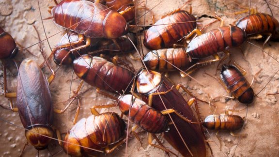 cockroaches ko kaise bhagaye, cockroaches ko ghar se kaise bhagaye, how to get rid of cockroaches